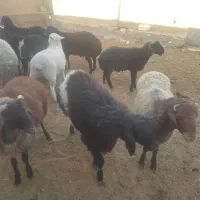 بره نر|حیوانات مزرعه|قم, پردیسان|دیوار