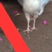 فروش خروس