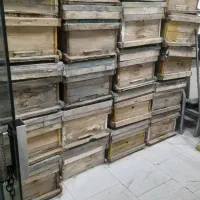 زنبور عسل کندو