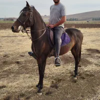 کشش رایگان سیلمی کره شیهه بابایی