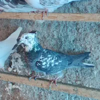 کفتر یا کبوتر|پرنده|رودهن, |دیوار