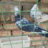 تهرانی|پرنده|اصفهان, سرتاوه|دیوار