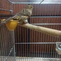 قناری کرست ماده|پرنده|اصفهان, کشاورزی|دیوار