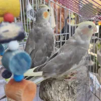 عروس هلندی شیطون