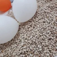 پسته ایلخچی امسال|خوردنی و آشامیدنی|ایلخچی, |دیوار