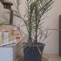 نخل سوزنی