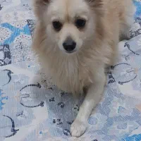 سگ اشپیدز پامر