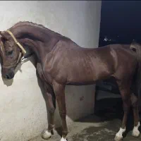 اسب عرب