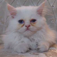 پرشین دالفیس