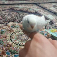 قفس پرنده|پرنده|قم, ولیعصر|دیوار