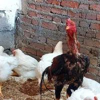 خروس جوجه کشی نسل دار