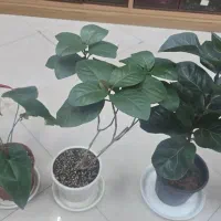 فروش گل|گل و گیاه طبیعی|گلپایگان, |دیوار