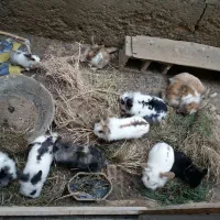 خرگوش|موش و خرگوش|بجنورد, |دیوار