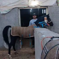 نریان مشکی واکسی ۵ نشان|اسب و تجهیزات اسبسواری|ورزنه, |دیوار