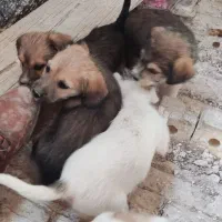 حیوان خونگی|سگ|تربت‌حیدریه, بالا ولایت|دیوار