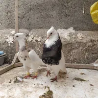 جفت نر ماده اس