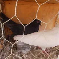 یه جفت کفتر پرشی و آس