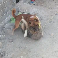 واگذاری سگ گله و نگهبان.مرغ خروس بوقلمون|سگ|تنکمان, |دیوار