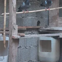 کبوتر مسافتی پلاکی