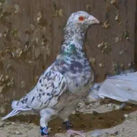 سرور نر|پرنده|لنجان, |دیوار