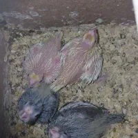 عروس هلندی سرلاکی