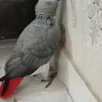 کاسکو ماده 9ساله|پرنده|کرج, کوی امامیه|دیوار