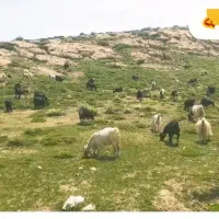 بز جوان