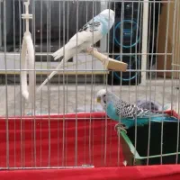 مرغ عشق آواز خوان|پرنده|پاکدشت, پاکدشت (مامازند)|دیوار