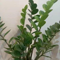 سیم کارت