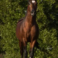 خرید و فروش اسب عرب مدرک دار