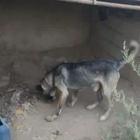 سگ سرابی