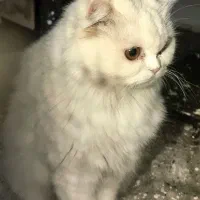 گربه پرشین کلاسیک