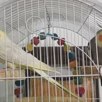 دو عروس هلندی عاشق