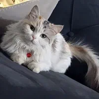 گربه میکس پرشین