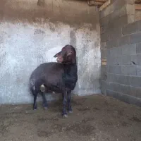 شیشک قوچ