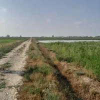 شالیزار|فروش دفتر صنعتی، کشاورزی، تجاری|کیاکلا, |دیوار