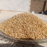 گندم بذری فرین مادری تناژ بالا