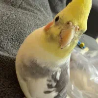 پرنده طوطی عروس هلندی سخنگو دلبندم گمشده