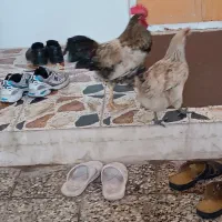 مرغ و خروس جفت و مرغ تخمگذار