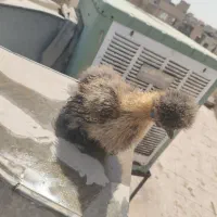 جوجه لاری|حیوانات مزرعه|ری, سیزده آبان|دیوار