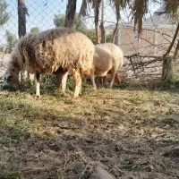 دوعددمیش آبستن|حیوانات مزرعه|عنبرآباد, |دیوار