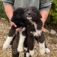 سگ قهدریجانی|سگ|ساری, |دیوار