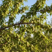 بهترین انتخاب برای باغ‌های تجاری|خدمات باغبانی و درختکاری|رشت, منظریه|دیوار