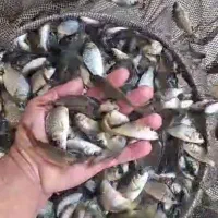 انواع بچه ماهی پرورشی