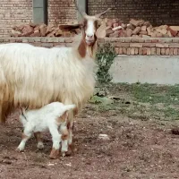 بز با بچه اش
