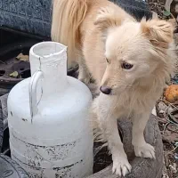 واگذاری سگ پاکوتاه