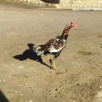 خروس لاری معاوضه با مرغ وخروس کردی