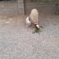 2عددگوسفندزااییده