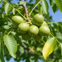 نهال گردو با ضمانت باردهی بالا