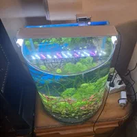 اکواریوم گیاهی|ماهی|تهران, جوادیه تهرانپارس|دیوار